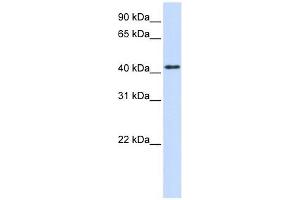 PTPRR antibody used at 1 ug/ml to detect target protein. (PTPRR antibody  (N-Term))