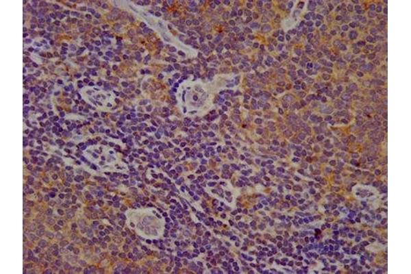 CYBA antibody  (AA 128-195)