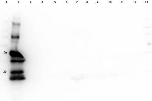 Western Blot of Goat anti-Guinea Pig IgG HRP Antibody. (Goat anti-Guinea Pig IgG (Heavy & Light Chain) Antibody (HRP) - Preadsorbed)