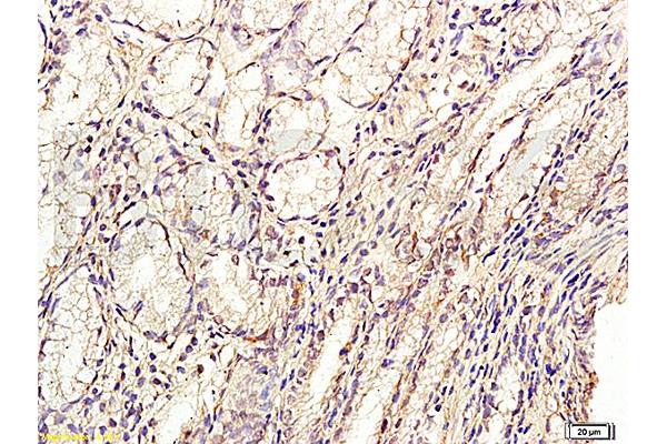 GLP-2 antibody  (AA 146-165)