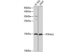 Western blot analysis of extracts of various cell lines using PTP4A3 Polyclonal Antibody at dilution of 1:1000. (PTP4A3 antibody)