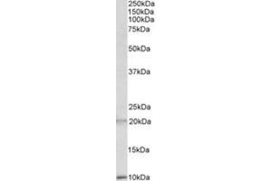 AP23709PU-N DEFA1/3 antibody staining of Human Spleen lysate at 2 µg/ml (35µg protein in RIPA buffer). (alpha Defensin 1 antibody  (Internal Region))