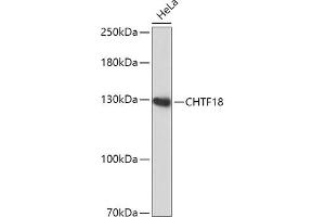 Western blot analysis of extracts of HeLa cells, using CHTF18 antibody (ABIN7266535) at 1:1000 dilution. (CTF18 antibody  (AA 794-975))