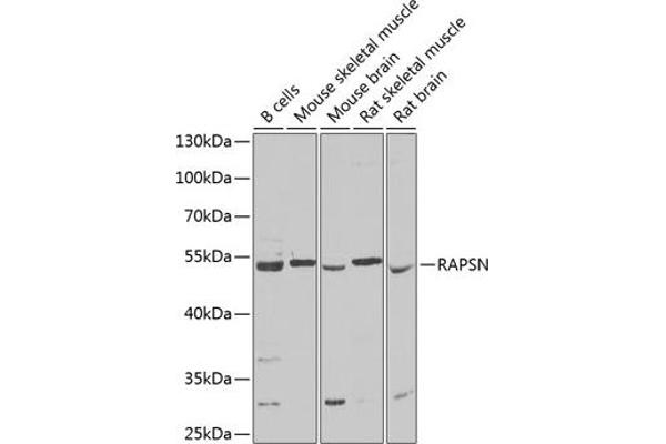 RAPSN antibody  (AA 1-353)