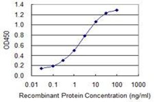Detection limit for recombinant GST tagged EIF4G1 is 0. (EIF4G1 antibody  (AA 1500-1599))