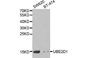 Western blot analysis of extracts of various cell lines, using UBE2D1 antibody.