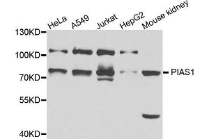 Western blot analysis of extracts of various cell lines, using PIAS1 antibody (ABIN5995668) at 1/1000 dilution.