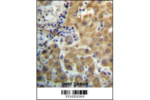 TRIM4 Antibody immunohistochemistry analysis in formalin fixed and paraffin embedded human liver tissue followed by peroxidase conjugation of the secondary antibody and DAB staining. (TRIM4 antibody  (N-Term))