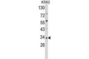 Western blot analysis of SFRP5 Antibody (Center) in K562 cell line lysates (35ug/lane). (SFRP5 antibody  (Middle Region))