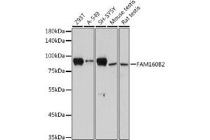 Western blot analysis of extracts of various cell lines, using FB2 antibody (ABIN7267111) at 1:1000 dilution. (FAM160B2 antibody)
