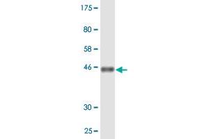 Western Blot detection against Immunogen (46. (PMVK antibody  (AA 1-192))