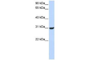 RNF182 antibody used at 1 ug/ml to detect target protein. (RNF182 antibody  (Middle Region))