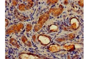 Immunohistochemistry of paraffin-embedded human kidney tissue using ABIN7159786 at dilution of 1:100 (LC3C antibody  (AA 1-30))