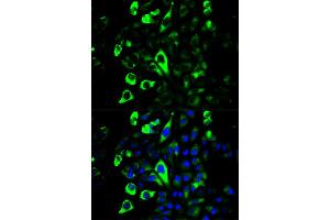 Immunofluorescence analysis of U2OS cells using GZMB antibody (ABIN5971382). (GZMB antibody)