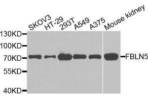Western blot analysis of extracts of various cells, using FBLN5 antibody. (Fibulin 5 antibody)
