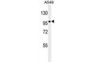 Western Blotting (WB) image for anti-Zinc Finger E-Box Binding Homeobox 1 (ZEB1) antibody (ABIN2906392)