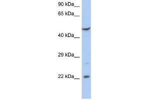 FLJ44894 antibody used at 0. (FLJ44894 antibody  (N-Term))