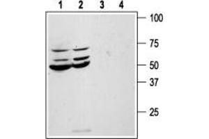 Western blot analysis of human colon cancer HT-29 (lanes 1 and 3) and Colo-205 (lanes 2 and 4) cell line lysates: - 1,2. (PAR1 antibody  (Extracellular, N-Term))
