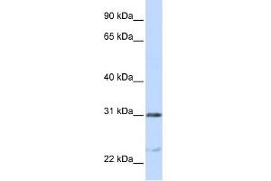 WB Suggested Anti-NUSAP1 Antibody Titration:  0. (NUSAP1 antibody  (C-Term))