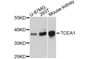 Western blot analysis of extracts of various cells, using TCEA1 antibody.