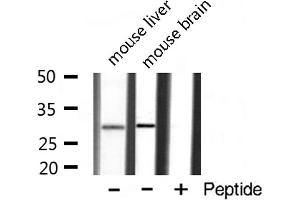 Western blot analysis of extracts of various tissue ,using AIBP antibody (APOA1BP antibody  (Internal Region))