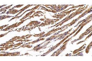 Detection of CAV1 in Mouse Cardiac Muscle Tissue using Polyclonal Antibody to Caveolin 1 (CAV1) (Caveolin-1 antibody  (AA 2-104))