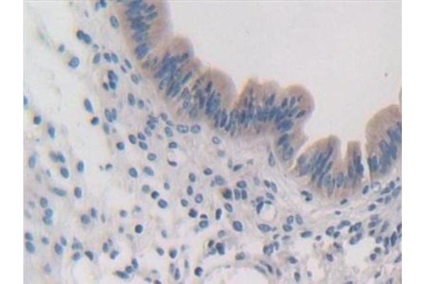Importin 8 antibody  (AA 417-622)