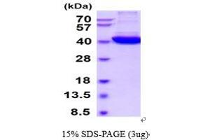 SDS-PAGE (SDS) image for Glutamate-Ammonia Ligase (GLUL) (AA 1-373) protein (ABIN6387855) (GLUL Protein (AA 1-373))