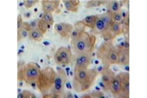 #VALUE! (EGR1 antibody  (AA 273-431))