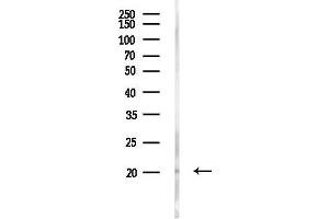 anti-Achaete-Scute Complex Homolog 4 (ASCL4) antibody