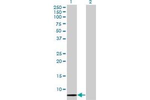 Western Blot analysis of SCGB1A1 expression in transfected 293T cell line by SCGB1A1 monoclonal antibody (M11), clone 1F7. (SCGB1A1 antibody  (AA 22-91))