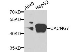 Western blot analysis of extracts of various cells, using CACNG7 antibody. (CACNG7 antibody)