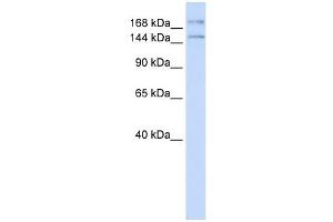 IFT140 antibody used at 1 ug/ml to detect target protein. (IFT140 antibody)