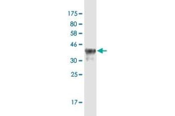 DEFA6 antibody  (AA 1-100)