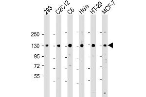 All lanes : Anti-MYPT Antibody at 1:2000 dilution Lane 1: 293 whole cell lysate Lane 2: C2C12 whole cell lysate Lane 3: C6 whole cell lysate Lane 4: Hela whole cell lysate Lane 5: HT-29 whole cell lysate Lane 6: MCF-7 whole cell lysate Lysates/proteins at 20 μg per lane. (PPP1R12A antibody  (AA 669-702))