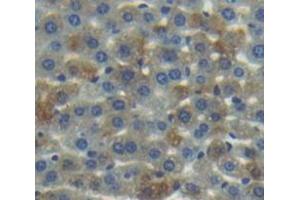 IHC-P analysis of Mouse Tissue, with DAB staining. (Coagulation Factor IX antibody  (AA 241-463))