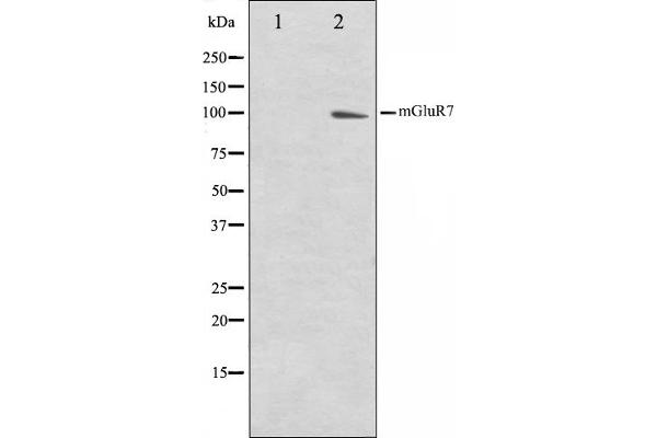 GRM7 antibody  (C-Term)