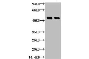 Western blot analysis of 1) Hela, 2) 293T, diluted at 1:3000. (XRCC4 antibody)