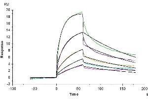 Cynomolgus IL-3 R alpha, His Tag captured on CM5 Chip via anti-his antibody can bind Human IL-3, hFc Tag with an affinity constant of 48. (IL3RA Protein (AA 18-302) (His tag))