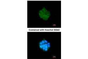 ICC/IF Image Immunofluorescence analysis of methanol-fixed HepG2, using PDK3, antibody at 1:200 dilution. (PDK3 antibody  (Center))