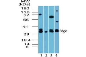 Image no. 3 for anti-Sphingosine-1-Phosphate Receptor 5 (S1PR5) (AA 1-50) antibody (ABIN207763) (S1PR5 antibody  (AA 1-50))