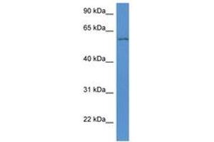Image no. 1 for anti-WD Repeat Domain 12 (WDR12) (AA 200-249) antibody (ABIN6747261) (WDR12 antibody  (AA 200-249))