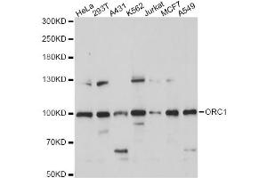 Western blot analysis of extracts of various cell lines, using ORC1 antibody (ABIN6293903) at 1:1000 dilution. (ORC1 antibody)
