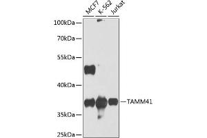 Western blot analysis of extracts of various cell lines, using T antibody (ABIN6132358, ABIN6148841, ABIN6148842 and ABIN6224415) at 1:1000 dilution. (TAM41 antibody  (AA 25-316))
