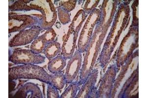 Immunohistochemistry (IHC) image for anti-Lactate Dehydrogenase C (LDHC) (AA 221-233) antibody (ABIN302133)