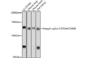 Western blot analysis of extracts of various cell lines, using Integrin alpha 6 (ITG/CD49f) antibody (ABIN6129395, ABIN6142566, ABIN6142567 and ABIN6220169) at 1:1000 dilution. (ITGA6 antibody  (AA 870-1010))