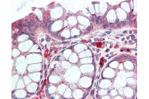 Anti-GPNMB antibody IHC staining of human colon. (Osteoactivin antibody  (AA 50-99))
