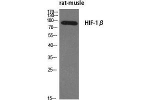 Western Blot (WB) analysis of specific cells using HIF-1beta Polyclonal Antibody.