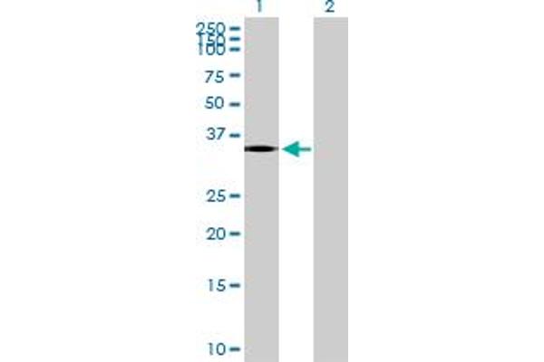 PTGDR antibody  (AA 1-359)