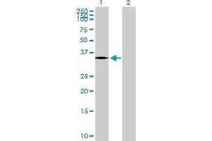 Western Blot analysis of PTGDR expression in transfected 293T cell line by PTGDR MaxPab polyclonal antibody.